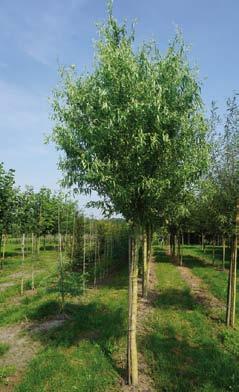 3 Robinia pseudoacacia