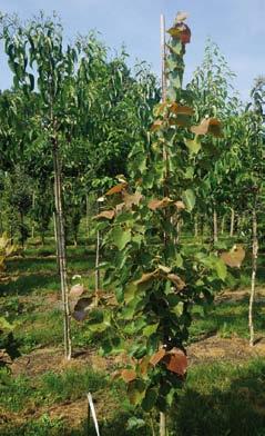 Tilia cordata Rancho