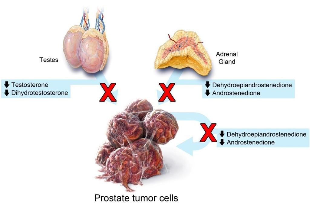 Abiraterone ( Zytiga ) Tweedelijns hormonale therapie CYP17