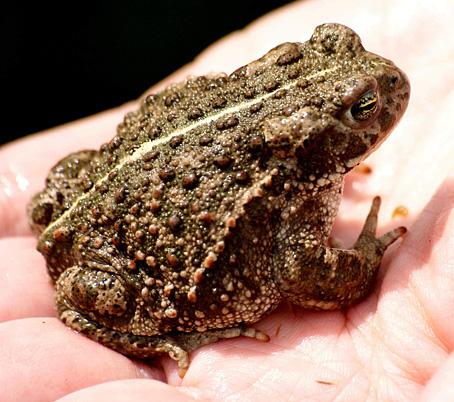 In 2013 hebben zij Bufo, een tweede biologisch bier op de markt gebracht.