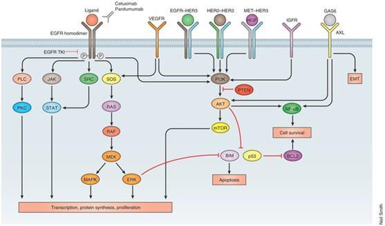 Herceptin toxisch? Onveilig?