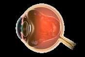 Wanneer ocriplasmine in het oog wordt ge ïnjecteerd, verzwakt dit de moleculaire lijm die de verkleving veroorzaakt en