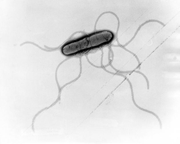 Gut-Brain link Bacteroides