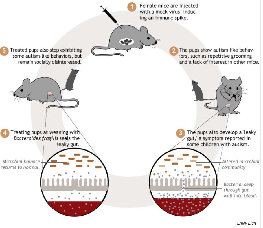 autism-like behaviour in mice