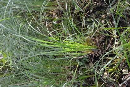 Waardplanten In het dal van de Roode Beek is Moeraszegge (Sumpf-segge) waarschijnlijk de waardplant voor de rups.