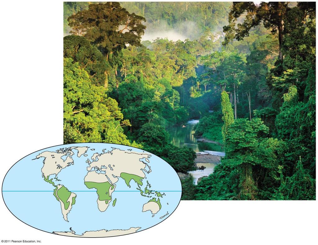 Terrestrische biomen -1 Tropisch regenwoud Savanne Neerslag 200 400 cm/jaar 25 29 C jaarrond Epifyten Competitie om licht Neerslag