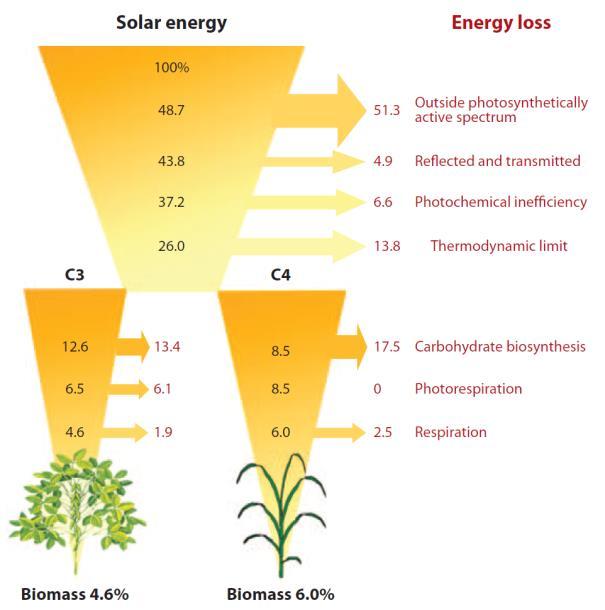 3. Milieu-impact plantaardige productie Toekomst (2050) grote impact verwacht veredelen op basis van verhogen fotosynthese!