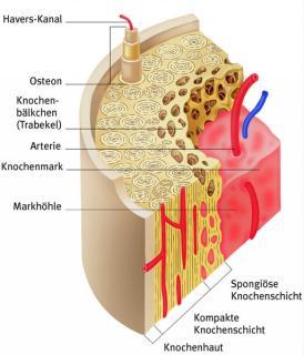 plaatsen waar gewichtskraakbeen zit spongiosa Calcium in de voeding m.n. tijdens groei Vit D aangemaakt o.