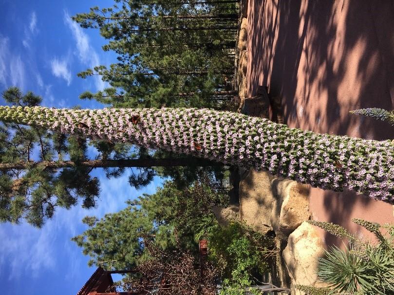 13 van 18 Fig. 36. Verschillende imago s van Vanessa vulcania, 18.iv.2017, op de enorme bloemtuil van Echium spec. in een tuin met inheemse planten in Vilaflor, 1500 m, Tenerife (Spanje) (Foto: TV).