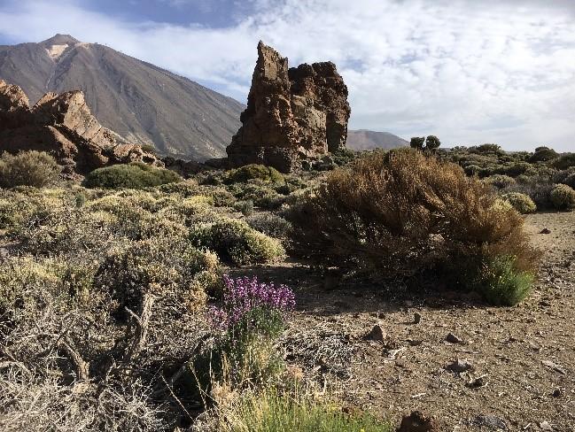 4 van 18 Fig. 5. Las Cañadas (Tenerife, Spanje) op 16.iv.2017. Links op de achtergrond de piek van de vulkaan El Teide.