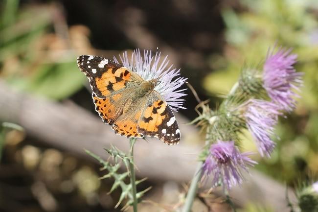 (Tenerife, Spanje) (Foto: TV). Fig. 18. Vanessa cardui, 22.iv.