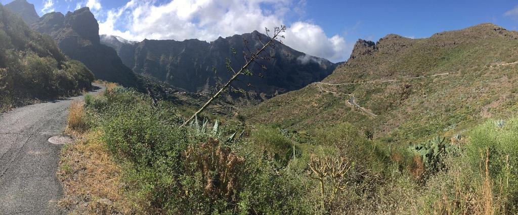 9 van 18 Fig. 23. Montaña de Teno nabij het bergdorp Masca, 800 m (Tenerife, Spanje). Langs de bergflanken rechts in beeld vlogen op 23.iv.