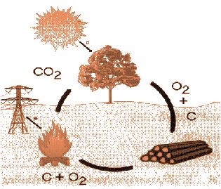 Waarom biomassa voor bioenergie?
