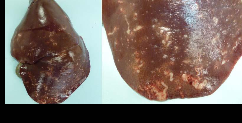 Enteritis (vnl. Salmonella sp.) en ( vnl. M. haemolytica en Bibersteinia trehalosi) kwamen ook vaak voor. L.