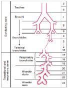 Anatomie