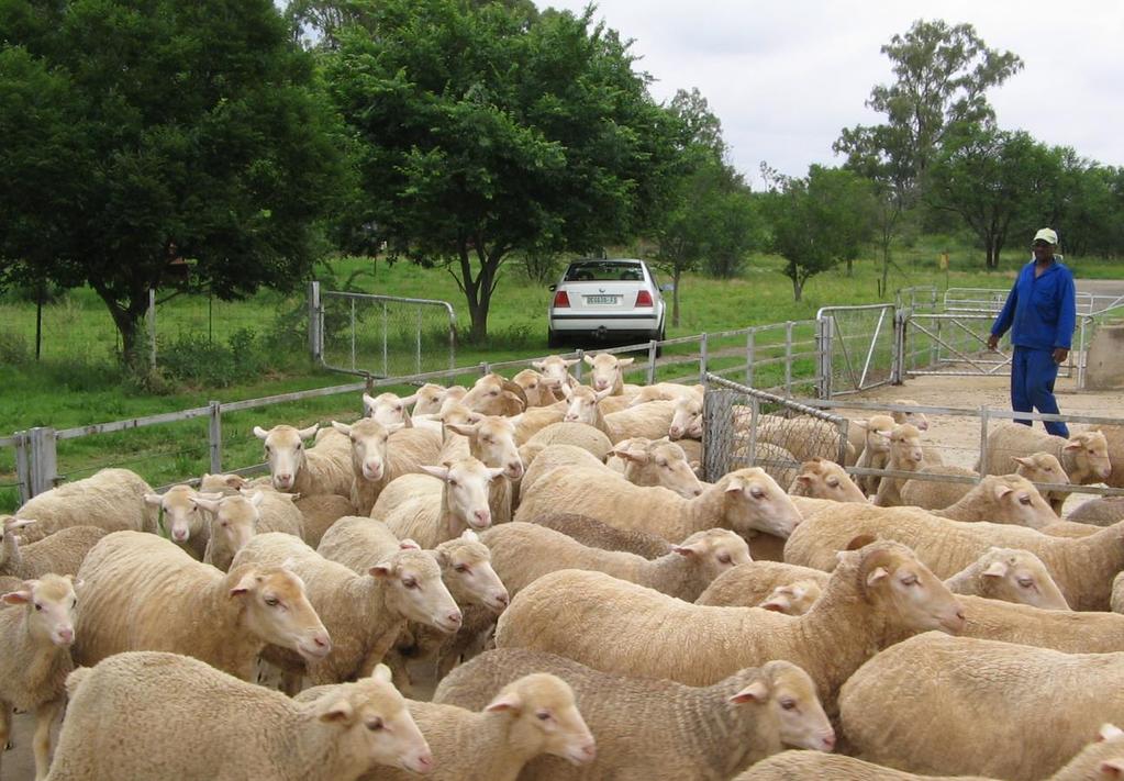 HANDLEIDING VIR OPTIMALE SKAAPBOERDERY