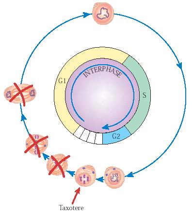 Taxotere werkingsmechanisme Tijdens de mitose bindt Taxotere zich op de tubuline dimeren in de microtubuli Stabilisatie van microtubuli Inhibitie van de desintegratie van het