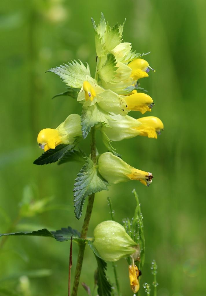 via de waardplant opnemen. Omdat ze wel chlorofyl bevatten kunnen ze zelf in hun energie voorzien door middel van fotosynthese.