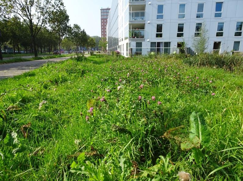 De gradiënt vanuit het water naar de berm toe zou flauwer kunnen worden gemaakt, zodat er meer ruimte ontstaat voor bloeiende oeverplanten, zoals gele lis (Iris