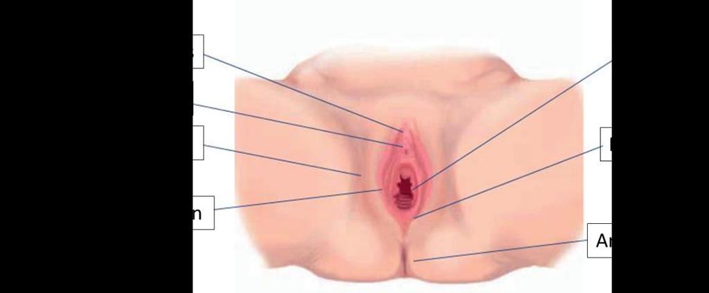 LS (Lichen Sclerose) Deze vorm van vulvakanker komt het vaakst voor. Lichen betekent wit en sclerose betekent hard.