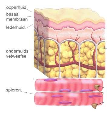 Lipofilling 1.