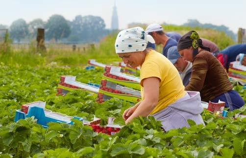 De middelen die het bedrijfsleven via verplichte en vrijwillige bijdragen voor de promotie van hun producten en diensten inbrengt in VLAM blijven in de meeste sectoren op het niveau van 2017.