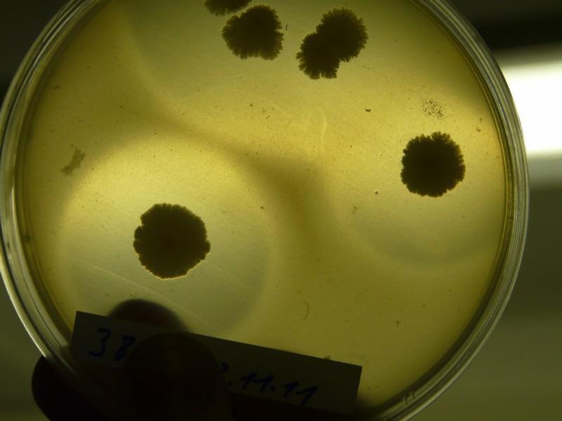 Amylaseactiviteit van B. subtilis op agar met maiszetmeel. De lichter gekleurde cirkels tonen de afbraak van amylose. Testmedium 1 voor Trichoderma en B.