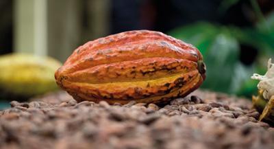 NEEM DEEL AAN DE GROOTSTE EVENTS GEWIJD AAN CHOCOLADE EN CACAO TER WERELD EN IN BELGIË Het grote chocolade-event dat alle schakels uit de