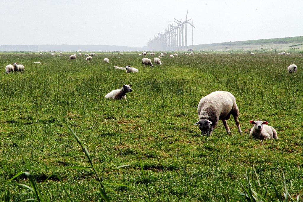 leefbaarheidsvraagstukken.