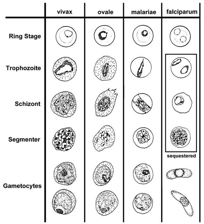 Microscopie -