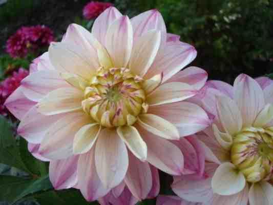 nl Carla Volleman Op de foto ziet u een van mijn favoriete dahlia's. Het is de dahlia Carla Volleman. Een eigen zaailing. Carla was mijn Manueel Therapeut.