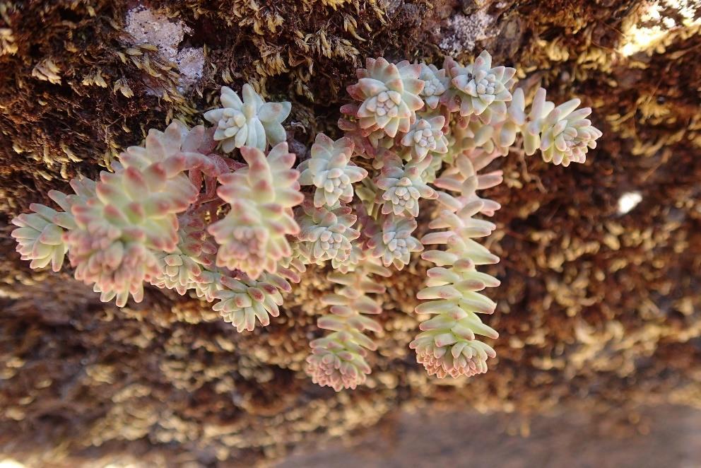 Sedum farinosum