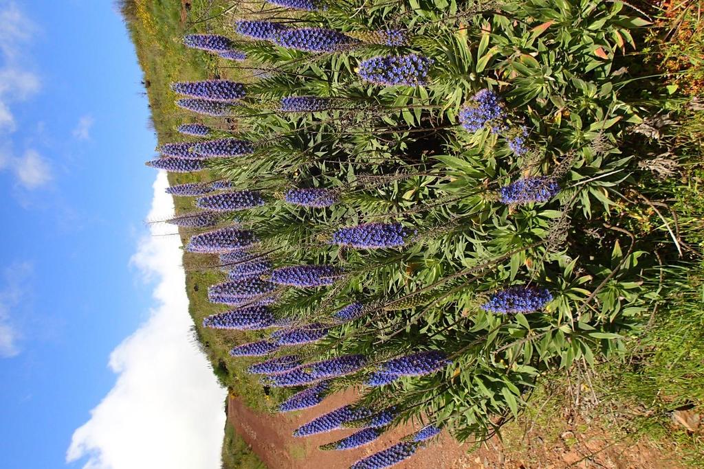 De trots van Madeira :