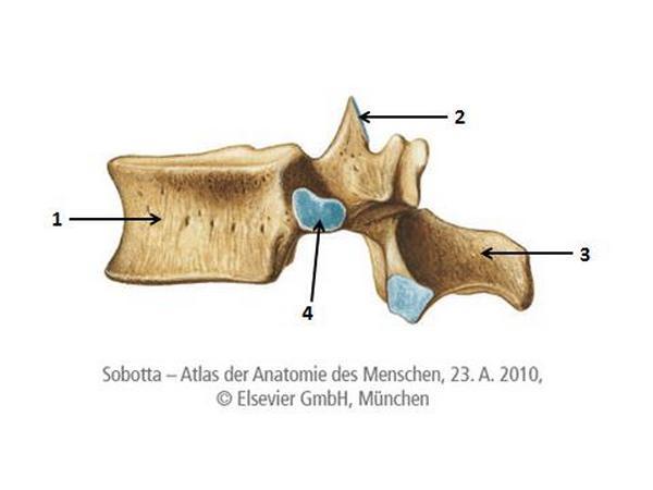 VUmc_CAT_BB_B15_2017 02 02_inzage Wednesday, March 22, 2017 11:38 1 of 53 Met welk nummer worden de volgende structuren aangeduid?