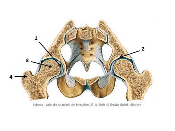 articulatio radiocarpalis: [synoviaal gewricht] discus intervertebralis: [kraakbeen gewricht] membrana interossea cruris (syndesmosis): [bindweefsel gewricht] 12 of 53 Welke structuren worden met de