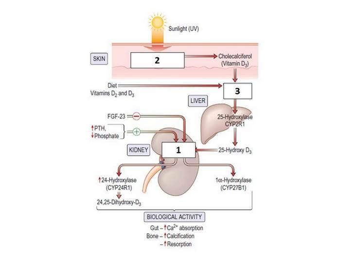 Bron: Kumar et al. Kumar & Clark s Clinical Medicine 9th ed. Elsevier 2017 Welke stof hoort op welke plaats te staan in dit schema van de vitamine D huishouding?