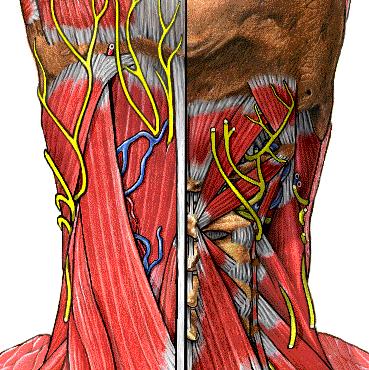 N. Suboccipittalis Vertebral artery