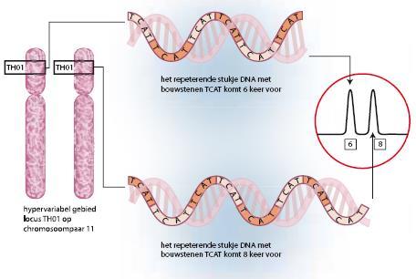 TCATTCATTCAT: Short Tandem Repeats In het practicum Puzzelen met pieken heb je kennis gemaakt met forensisch DNA-onderzoek.