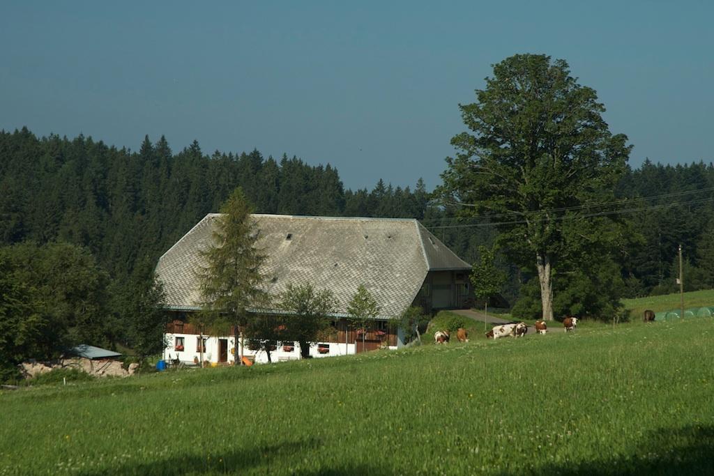 We liepen door een afwisseling van weiden, naaldbossen, gemengd bos met veel beuken, landbouwgrond met boerderijen.