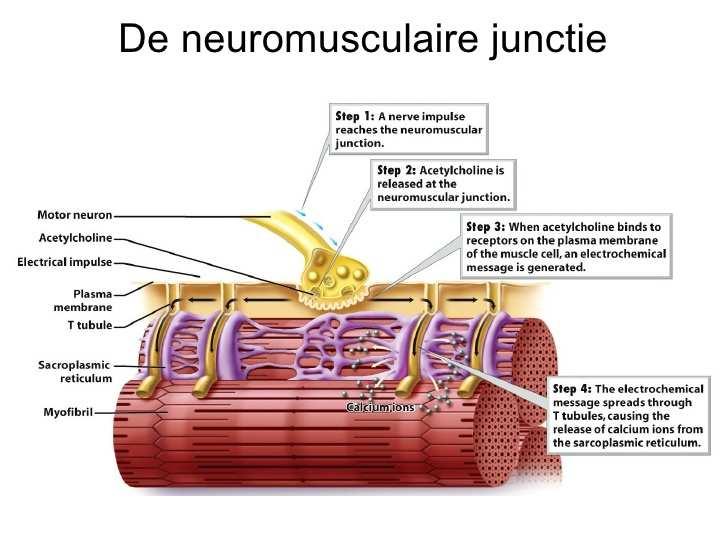 Farmacologie- PD Neuromusculaire effecten Itt dampanesthetica GEEN potentiatie van neuromusculaire blockade.