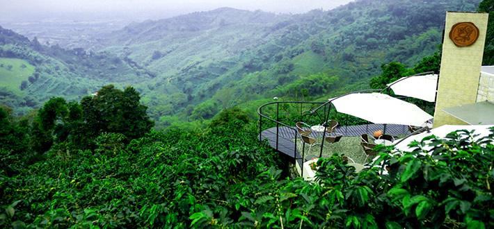 Deze zone is het belangrijkste koffieproducerende gebied van Colombia, het wordt ook Eje Cafetera (koffie-as) of Triángulo del Café (koffiedriehoek) genoemd.