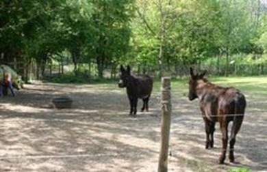 Boerderij Maximiliaan Dinsdag 12 juni Midden in het centrum van Brussel een boerderij bezoeken? Dat kan..!! We gaan naar La Ferme du Parc Maximilien en krijgen daar een rondleiding tussen de dieren.