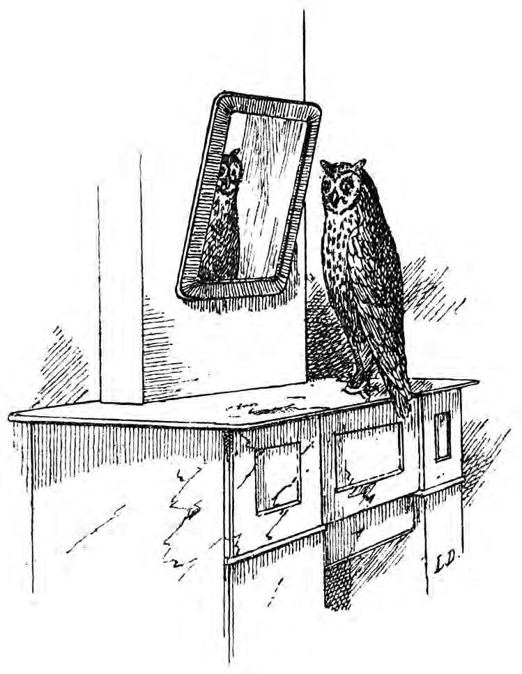 ---------------------------------------------------:~ Hij riep: " Wat wonder beest is dat? k heb het nooit te zien gehad! Van simmedondeine, Van farilonla! k heb het nooit te zien gehad! " - Den uil vivat!