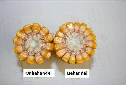 Mielie Studie: Behandelde mielies in vergelyking met onbehandelde mielies: verbeterde pitgrootte eenvorminge pitontwikkelling meer