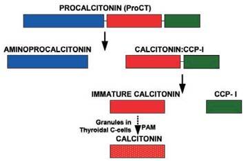 Calcitonine en PCT als tumormerker Marlies Oostendorp Symposium Genetische endocriene ziekten 2 SKML Sectie Endocrinologie 10 december 2014 PCT en calcitonine: fysiologie Calcitonine 32 aminozuren