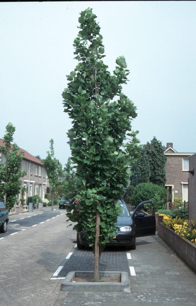 Aanpak Bomen geplant in stedelijk gebied op referentieterreinen Waarnemingen Vast schema; 5x in 7 jaar Groei: h en d Ontwikkeling kroon en stam