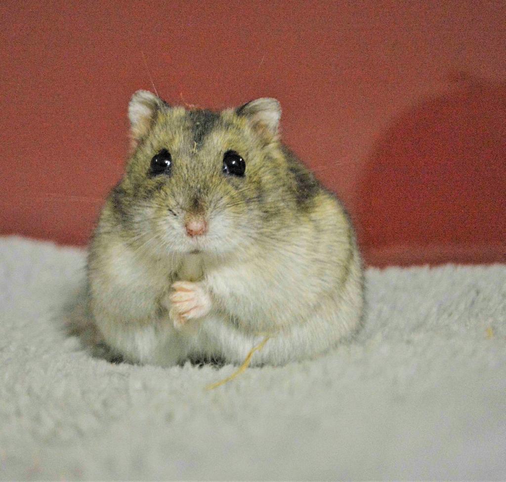 Huisdierwijzer hamster
