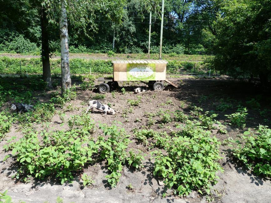 38 De gemeente Renkum is in 2015 een proef gestart met Bonte Bentheimer Landvarkens (zie figuur 3.13). Al in het tweede jaar nam de populatie duizendknoop af.