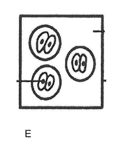 12 3.2 estudeer die volgende diagramme van soogdierweefsels en beantwoord dan die vrae. 3.2.1 3.