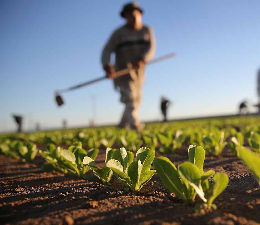 Landbou-ontwikkeling We develop the South African Agriculture Industry Ons